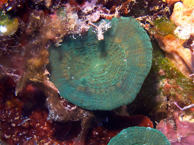 IMG_2868 Artichoke Coral.jpg